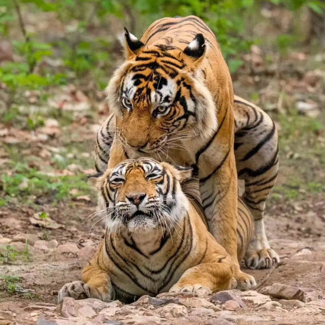 Ranthambore Safari Booking