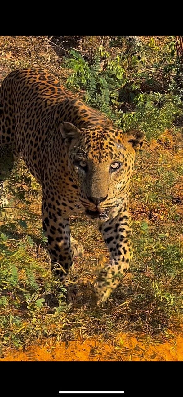 W mango safari tours