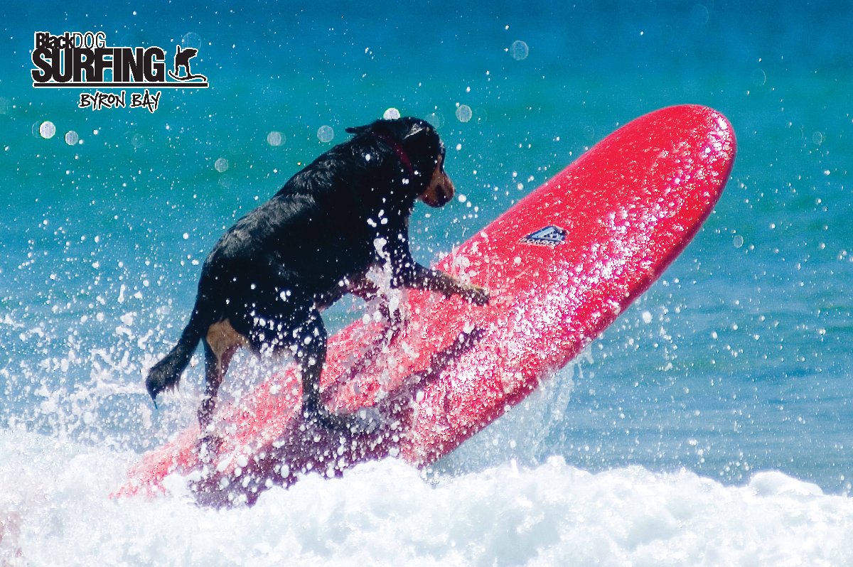 BlackDog Surfing