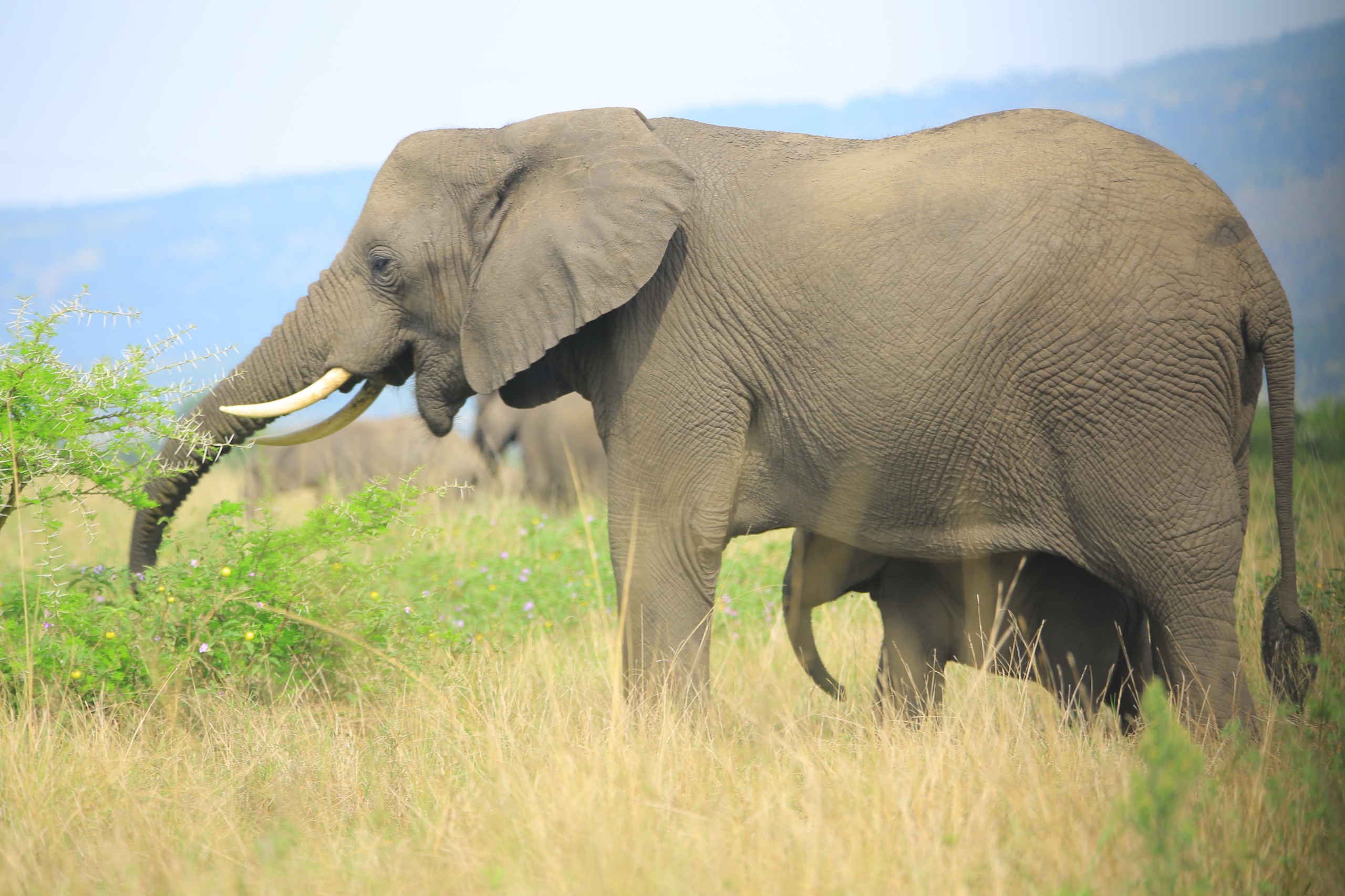 Muyaayu wild adventure safaris