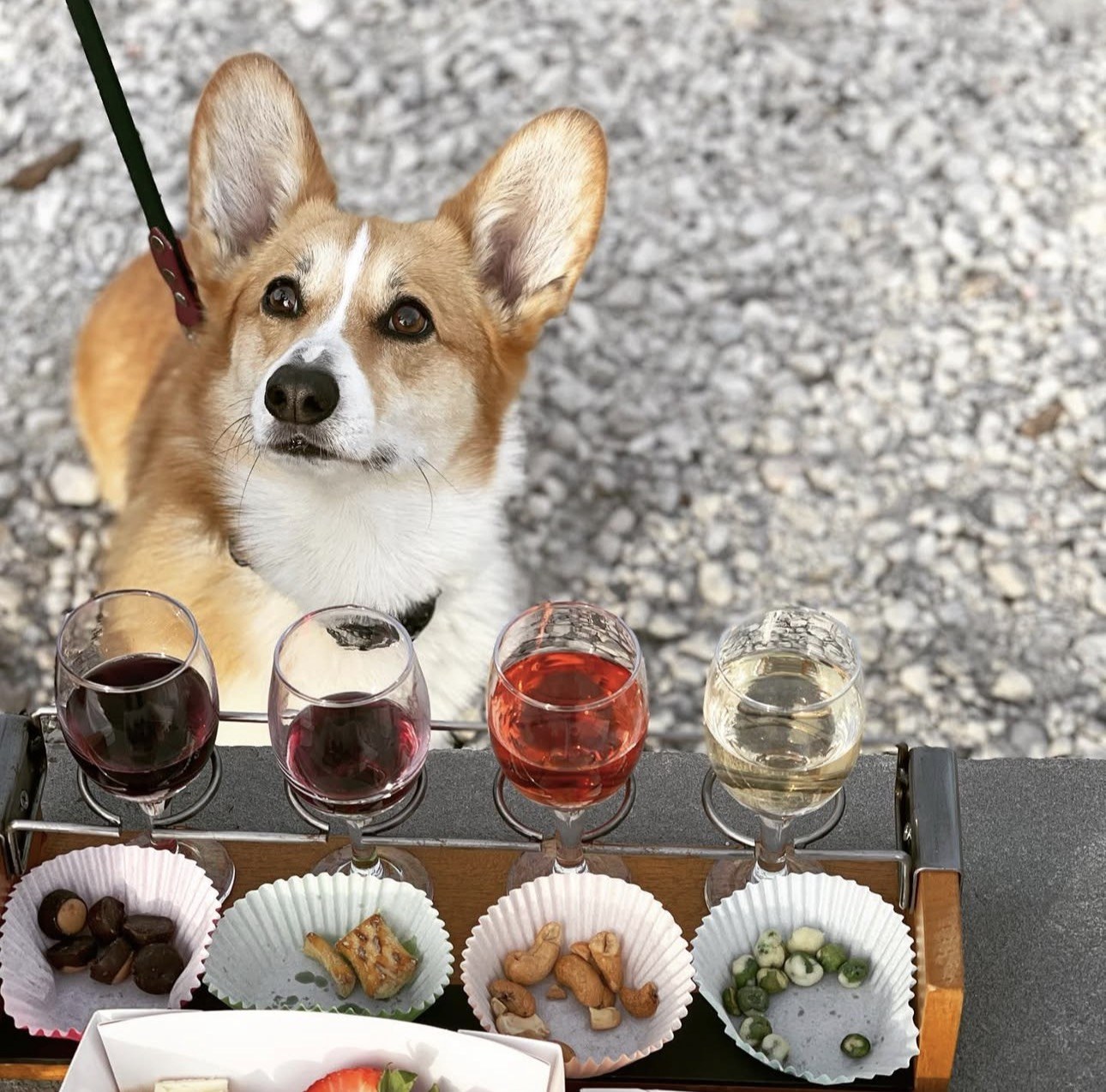 Dog Friendly Wine Tours