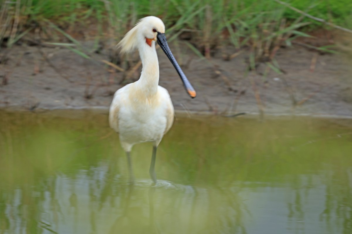Calidris Bird Safari's