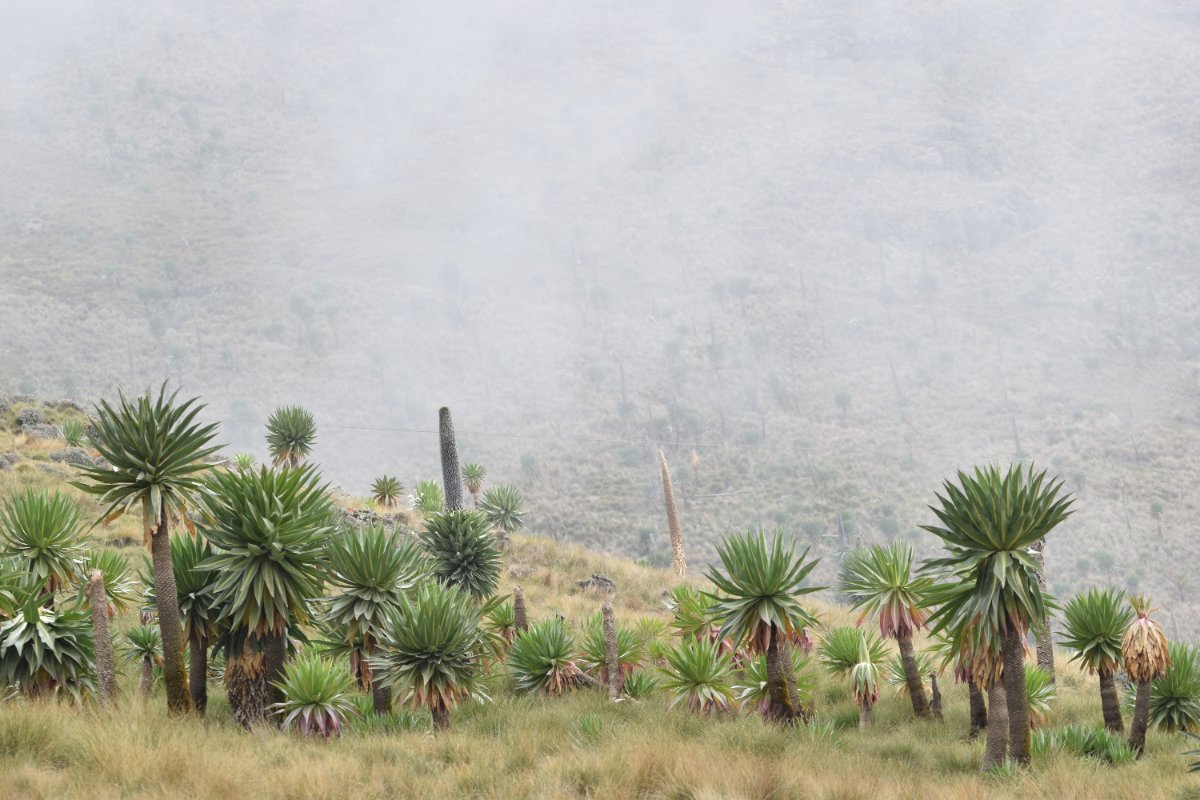 Armaye Ethiopia Tours