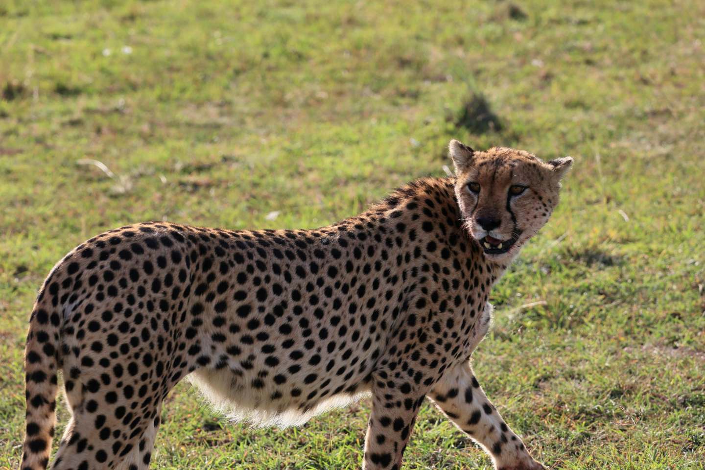 majestic kenya safaris