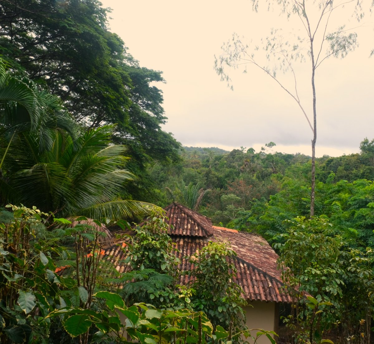 Spirit Vine Ayahuasca Retreats