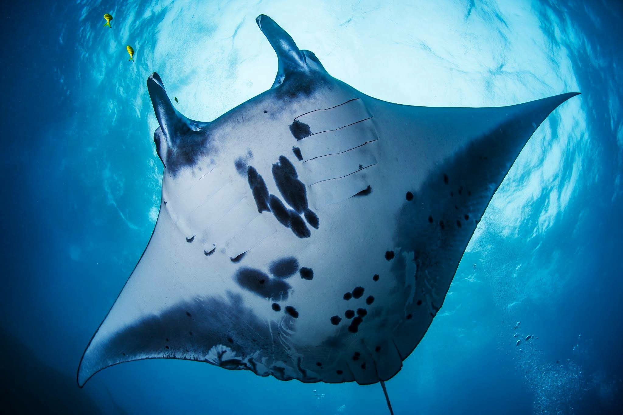 Kriss Bali Diving