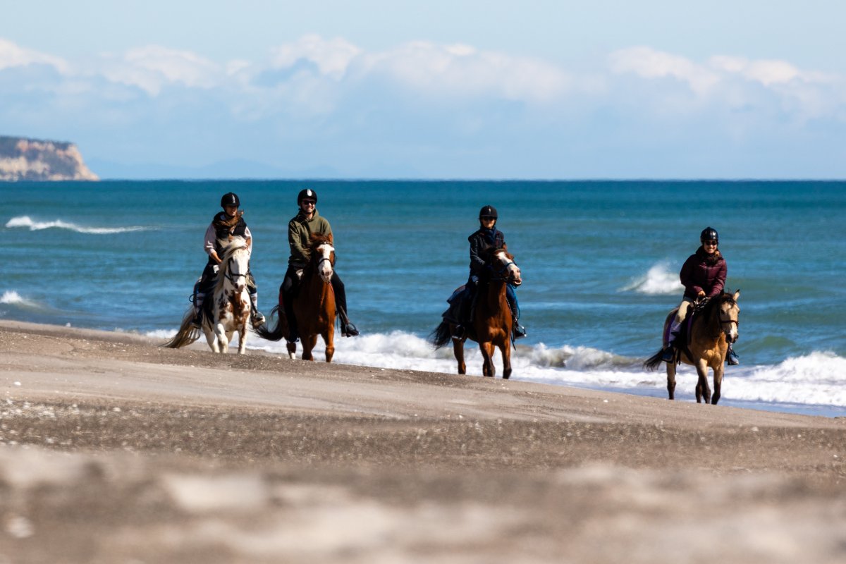 Bay Of Plenty Horse Adventures