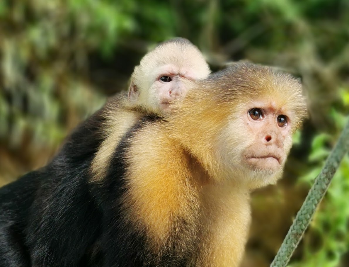 Panama Tours and Scuba SA