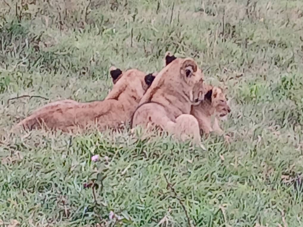 Bright Tanzania Safaris