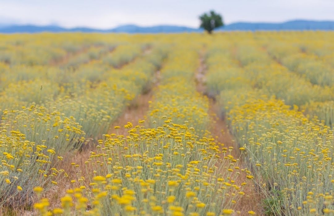 Immortelle Farm Island of Krk
