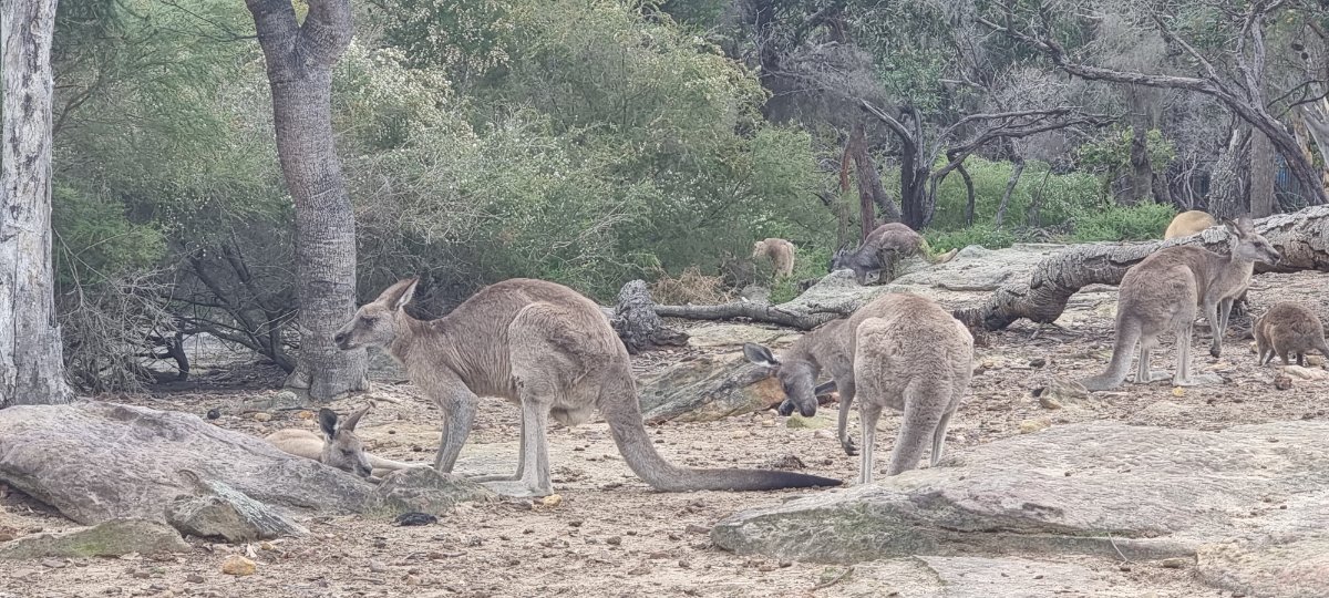 Walkabout Wildlife Sanctuary
