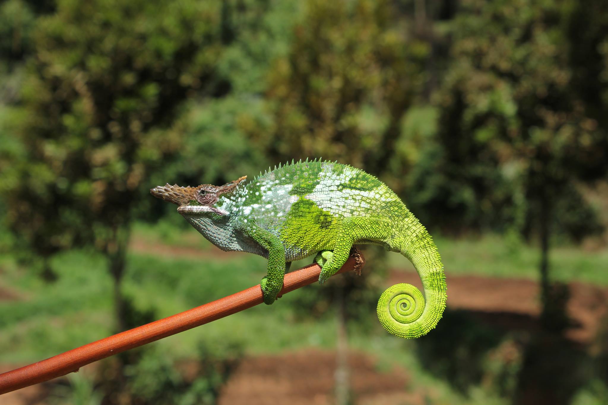 Tanzania Secret Within