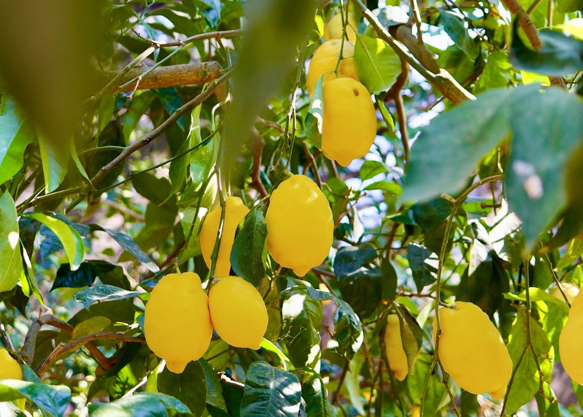 Le Colline di Sorrento