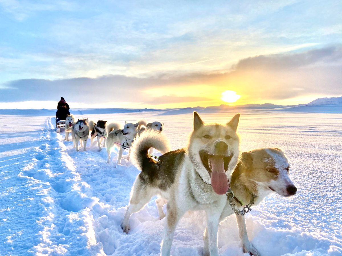 Dogsledding Iceland