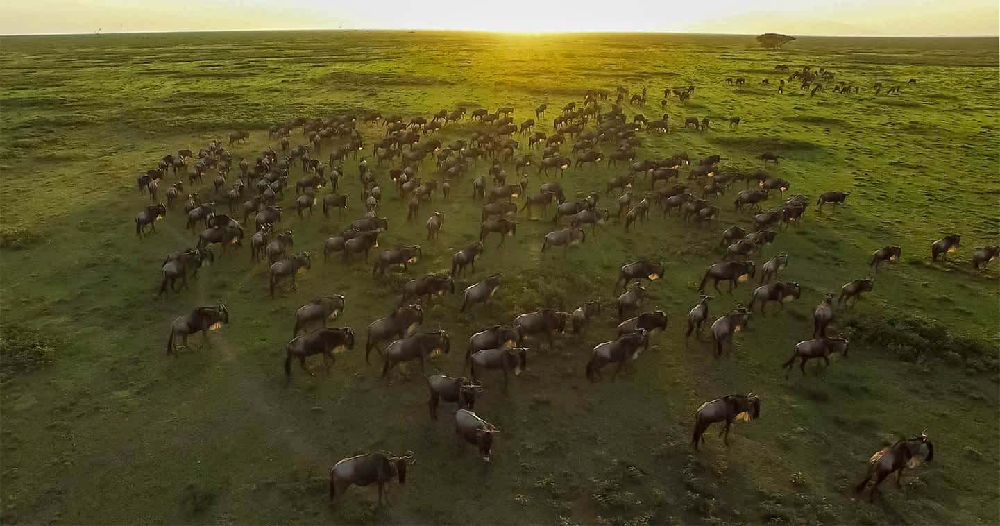 Responsible African Safaris