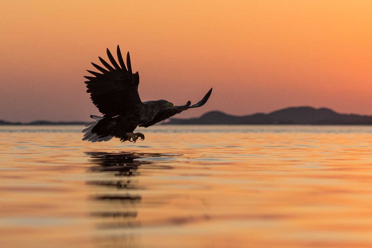 Sea Eagle Safari