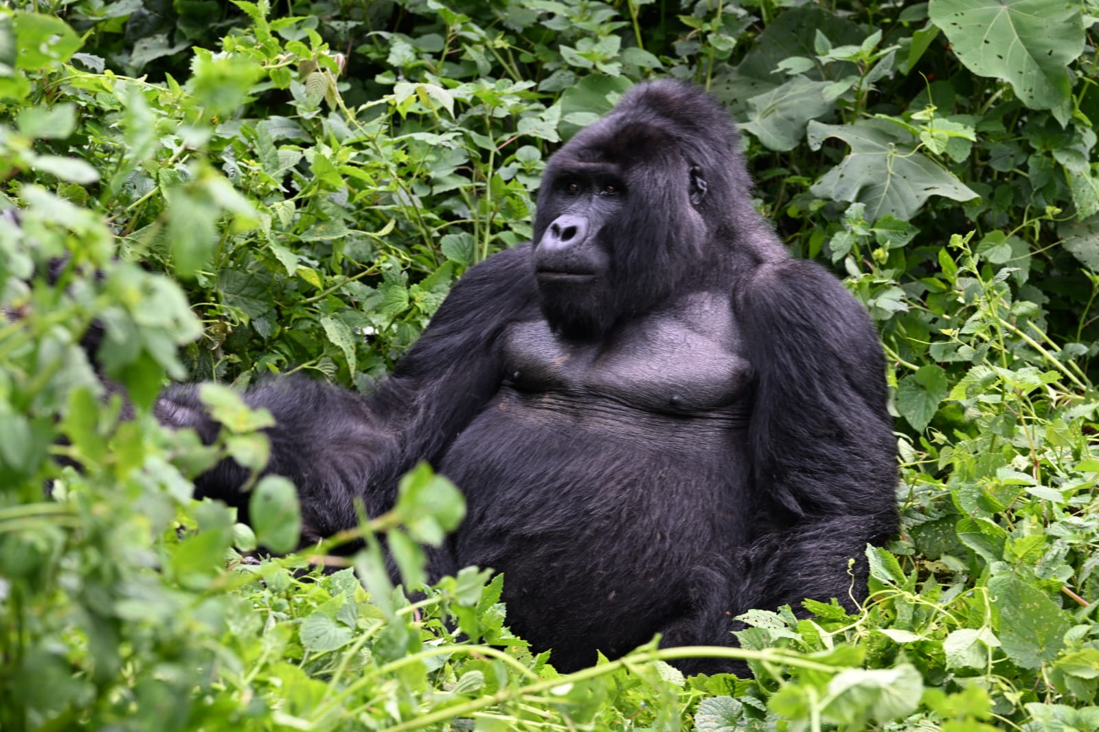 E-Pronto Africa Safaris