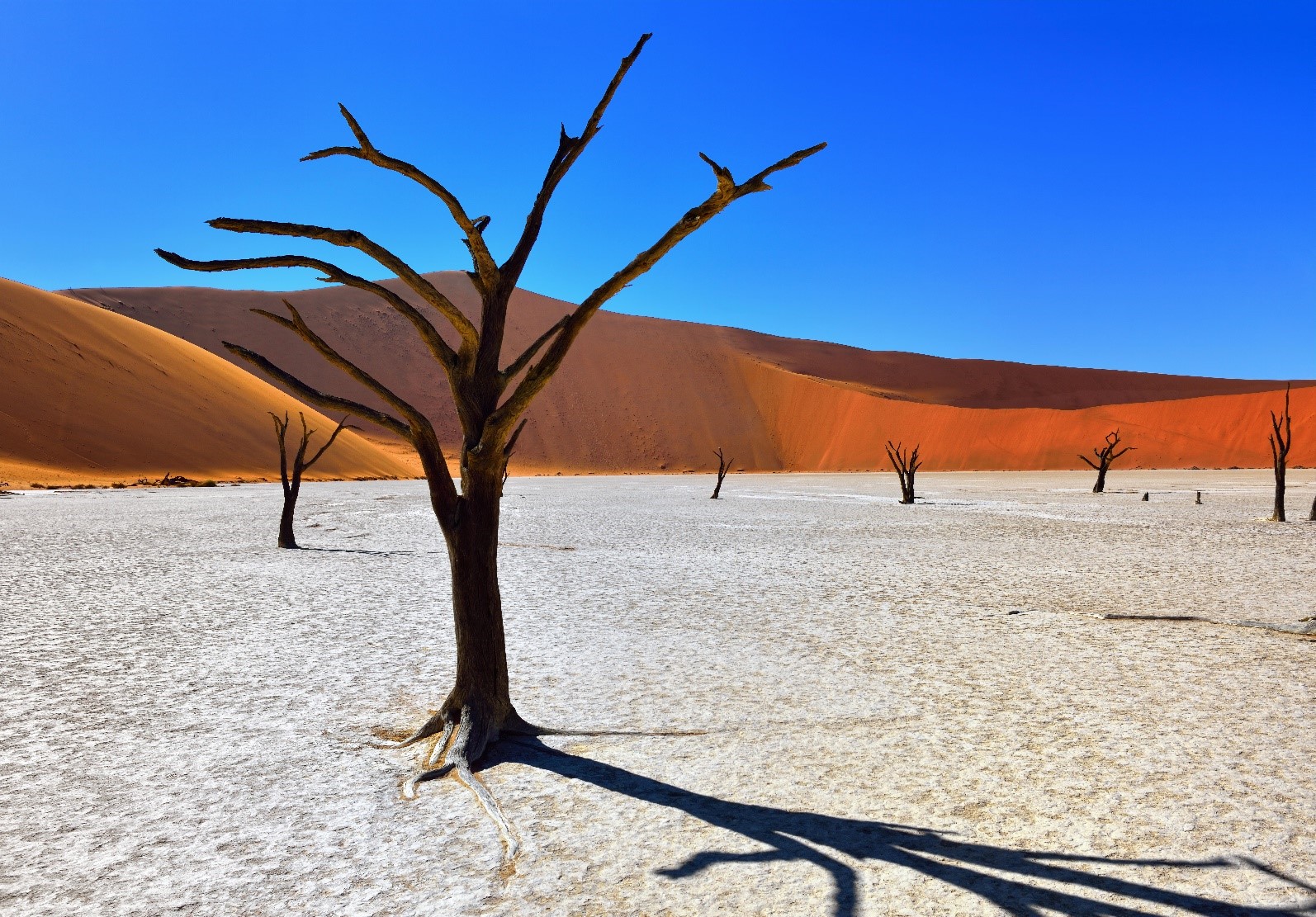 Rafiki Tours and Safaris Cc