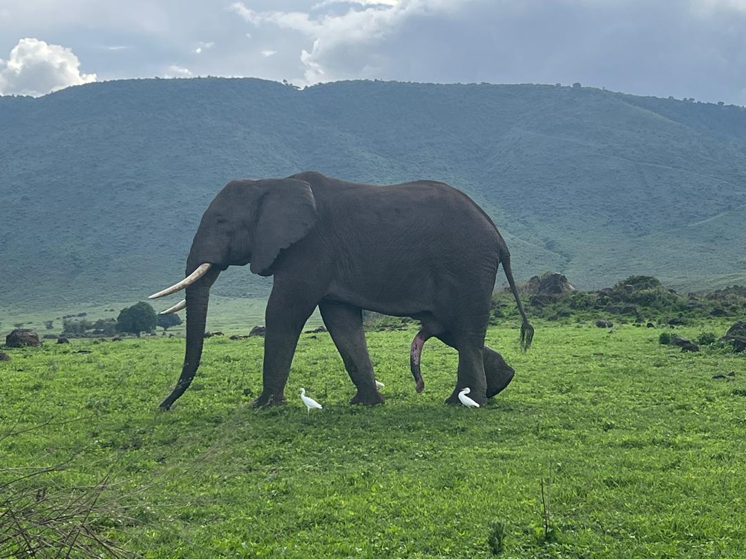 SERENGETI UNFORGETTABLE