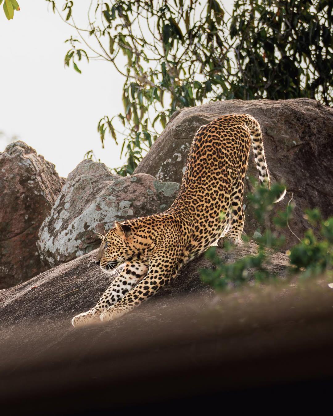 Majestic Africa Trails