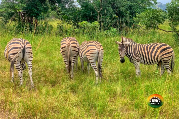Best Of Africa Travels Ltd