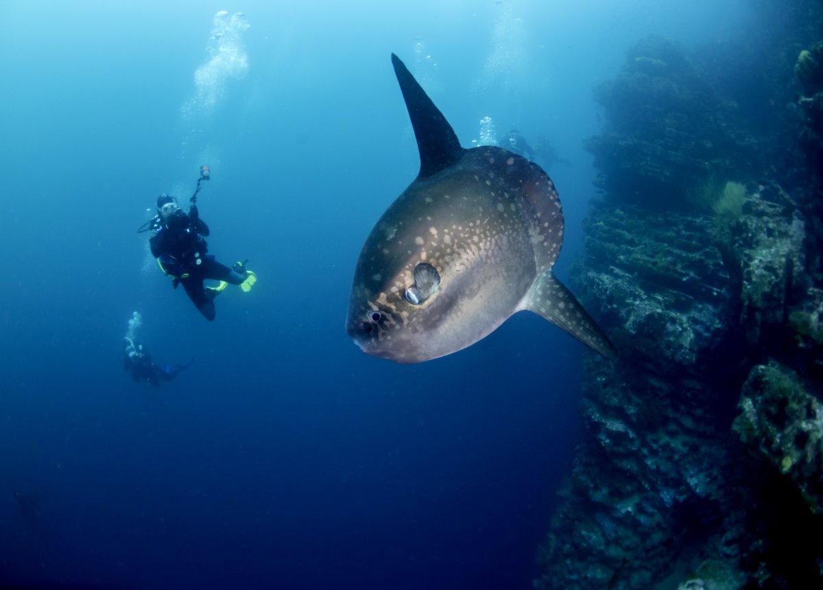 Nico Dives Cool Bali