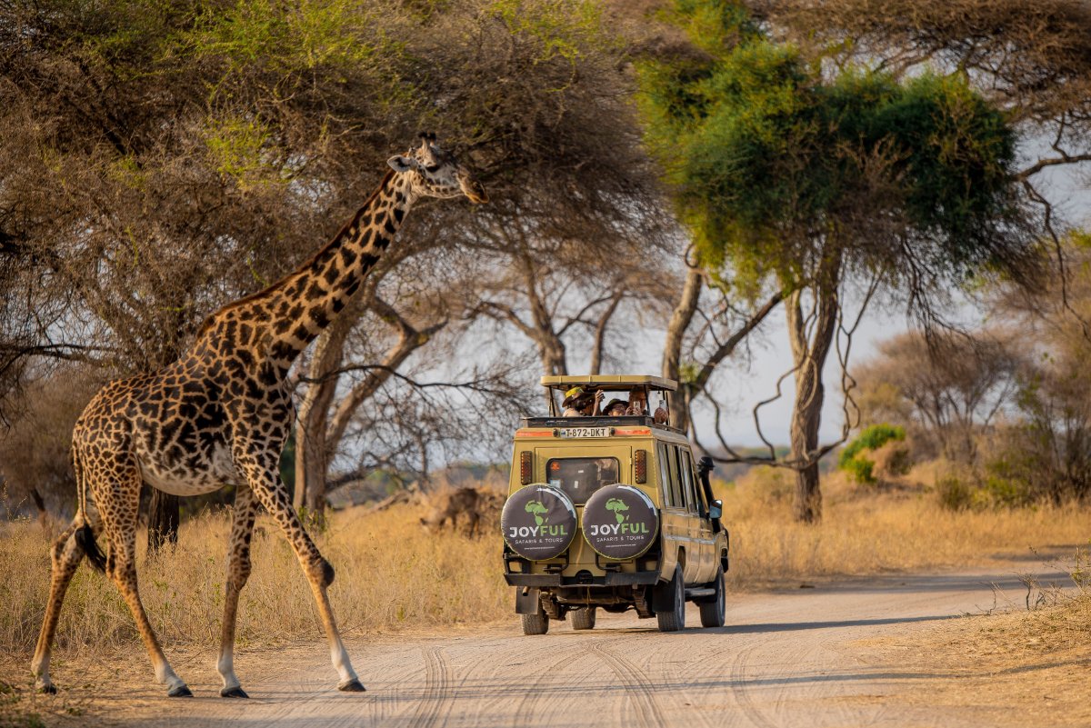 Joyful Safaris and Tours