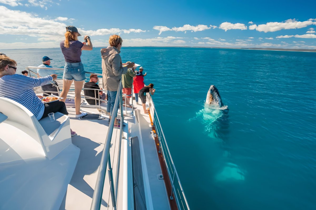 www.freedomwhalewatch.com.au