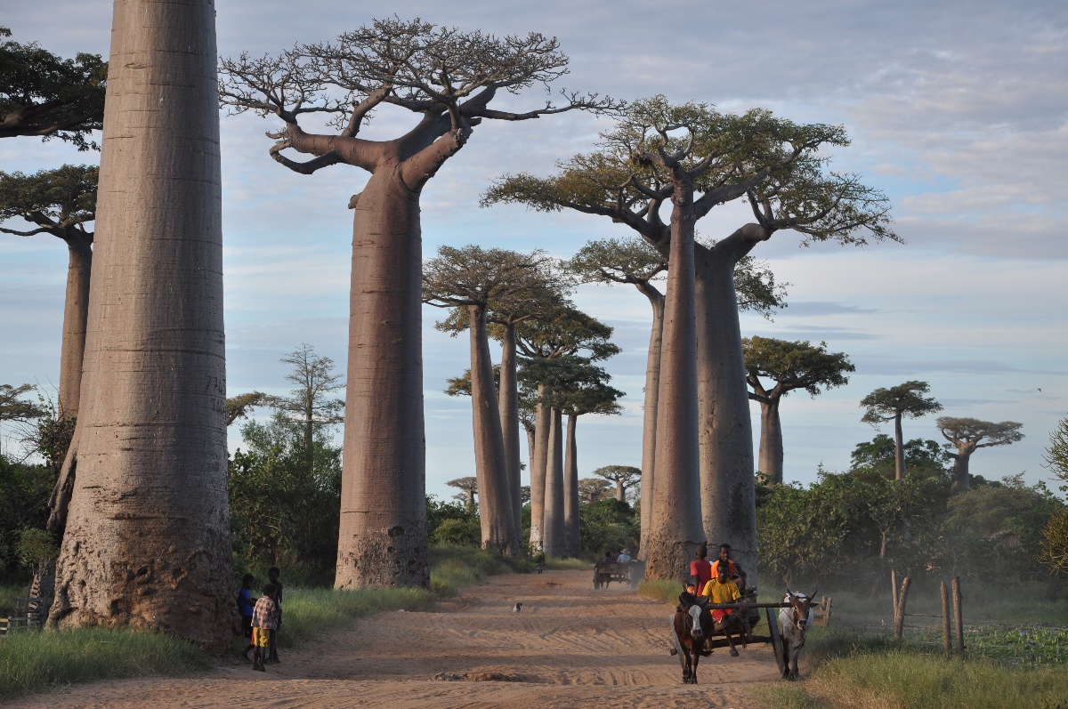 MADAGASCAR MOZAIC TOUR