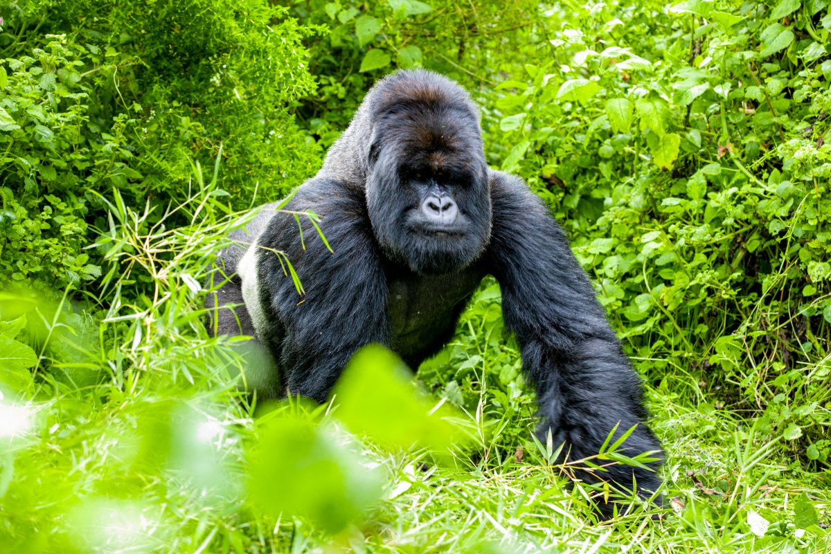 Muganzi safaris Uganda