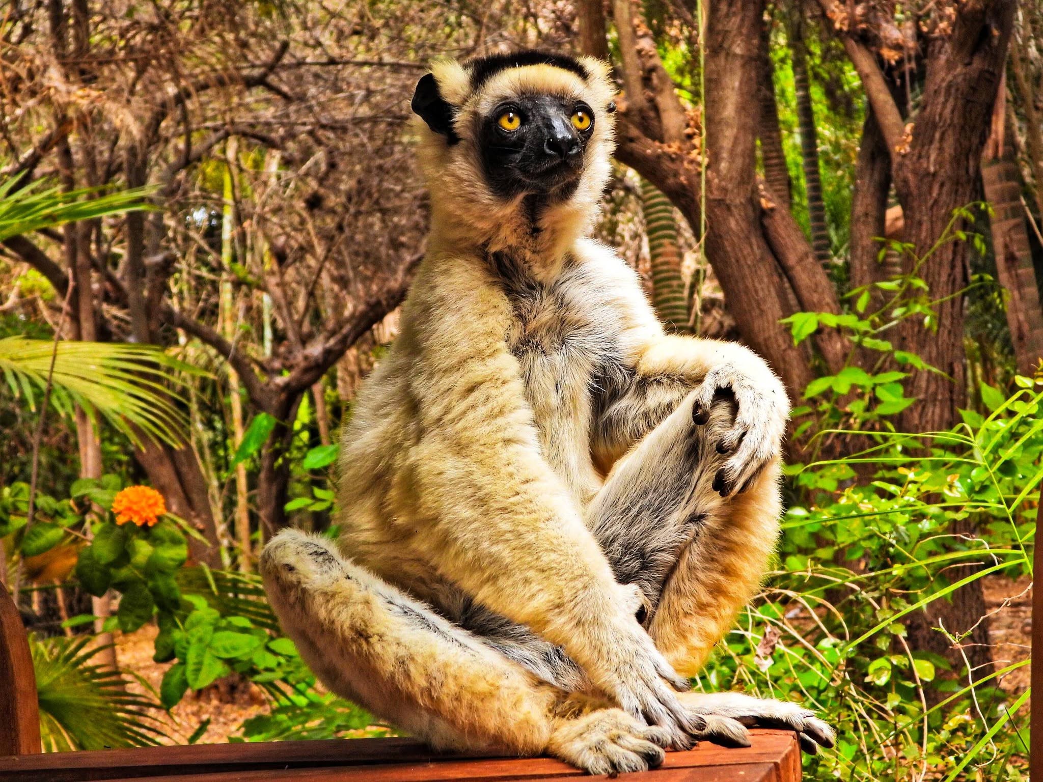 Zazamalala Wildlife Centre