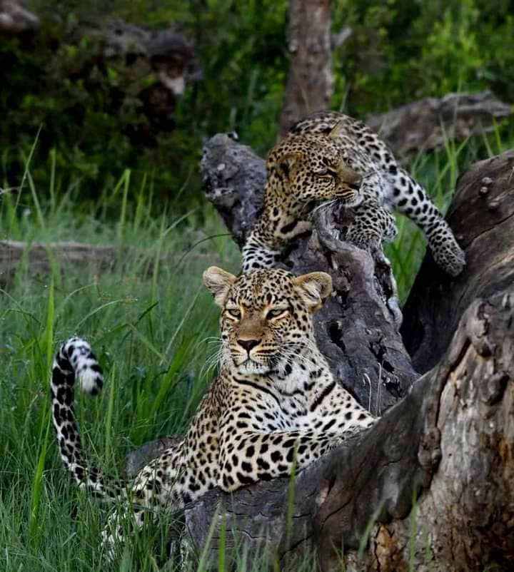 Central Kalahari Game Reserve