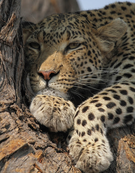 Akost Safaris