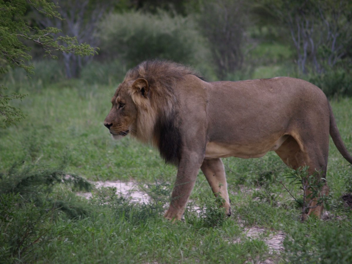 Bush Rover Safaris