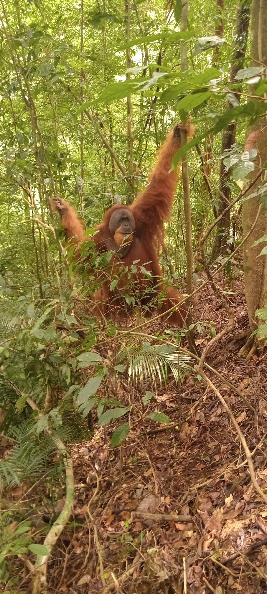 Orangutanbukitlawang