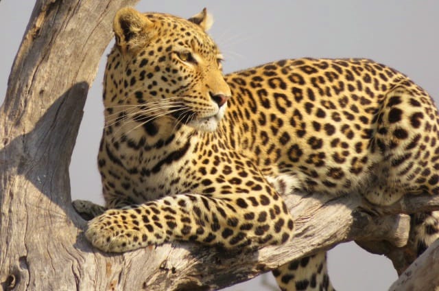 Travel Abroad - Botswana
