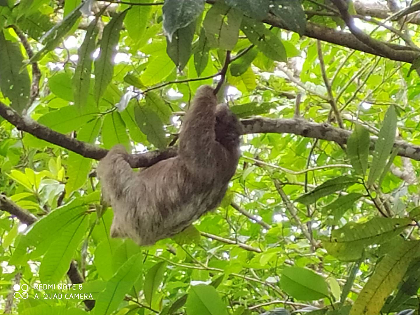 Bijagua Wildlife Tours