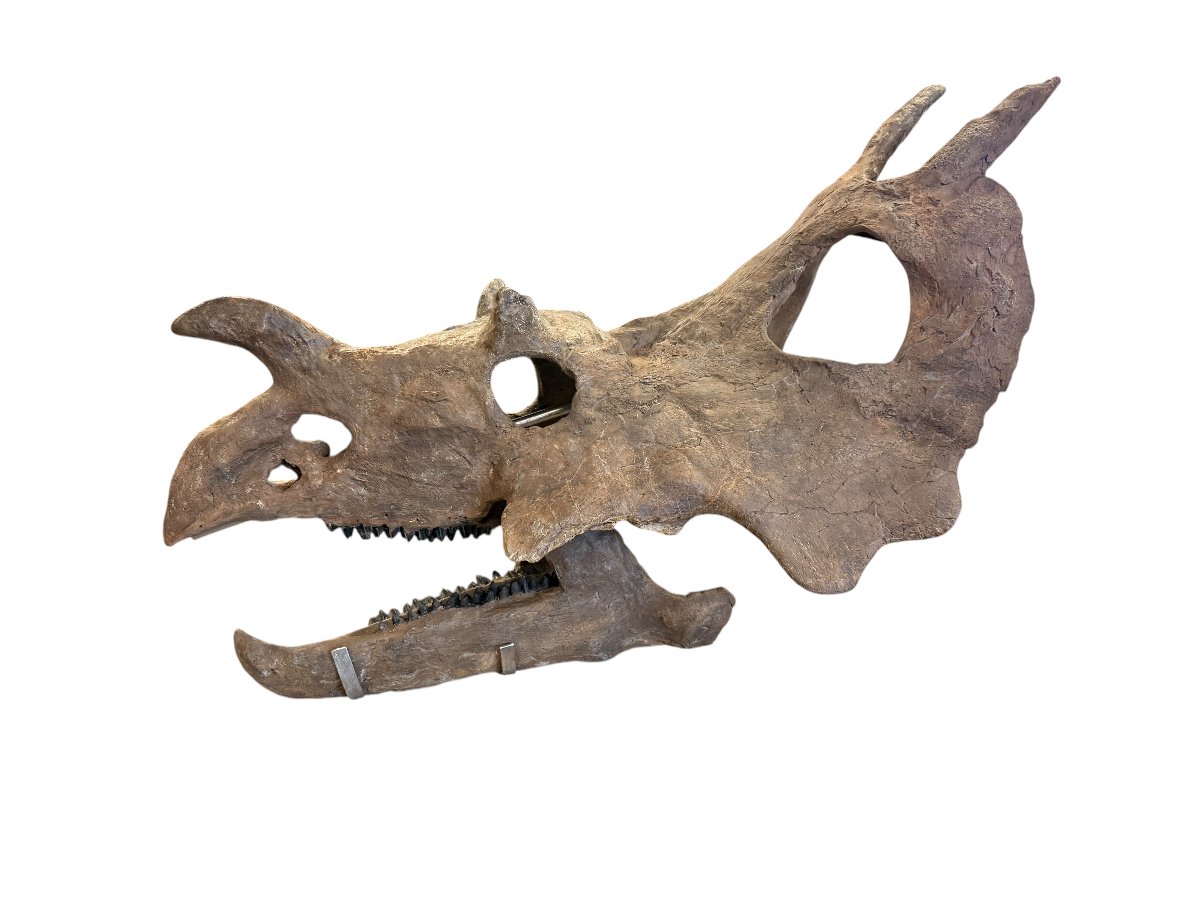 Fossil Shack
