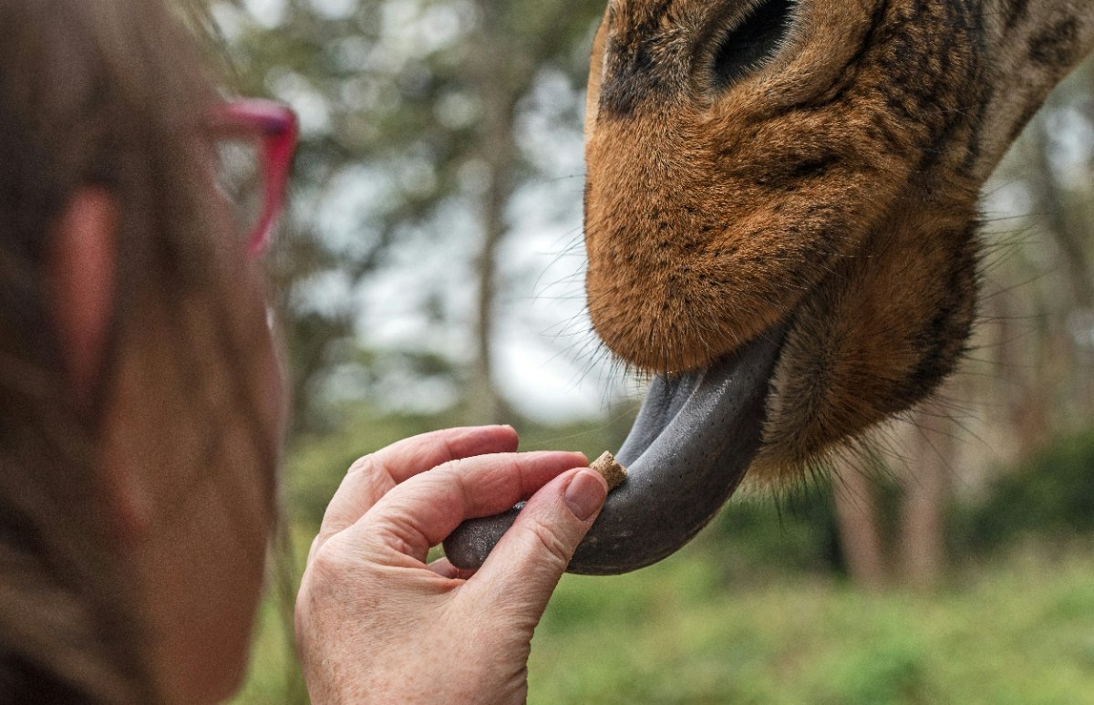 obosafaris limited
