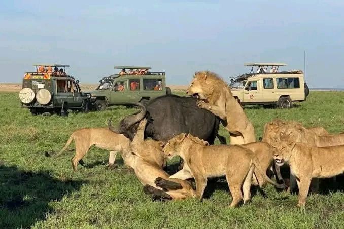 African Bison Classic Tours
