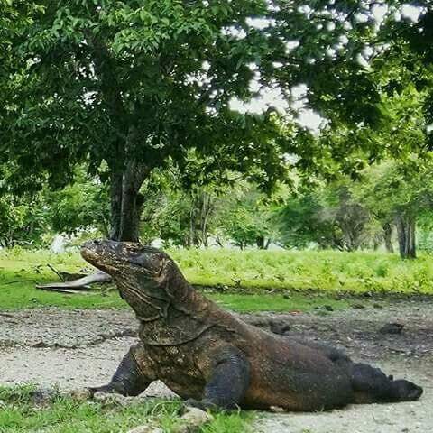 Jelajah flores komodo