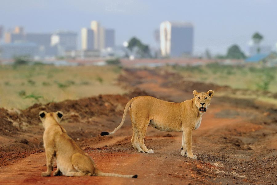Giorgi Safaris