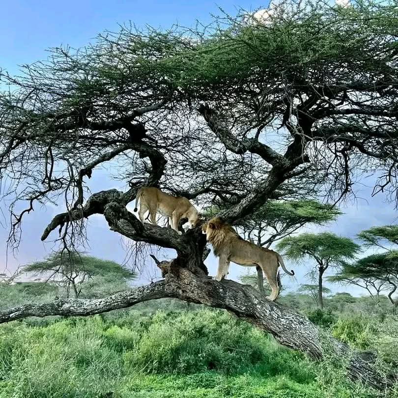 SERENGETI UNFORGETTABLE 8 DAYS
