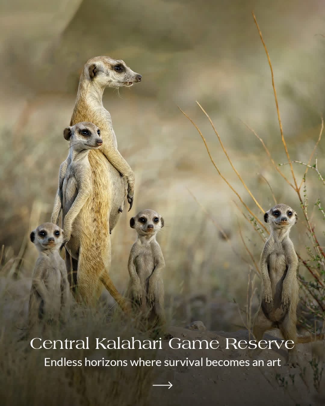 7-Day Makgadikgadi Pans