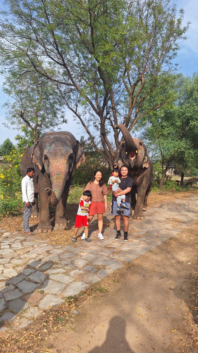 Elephant With Jaipur