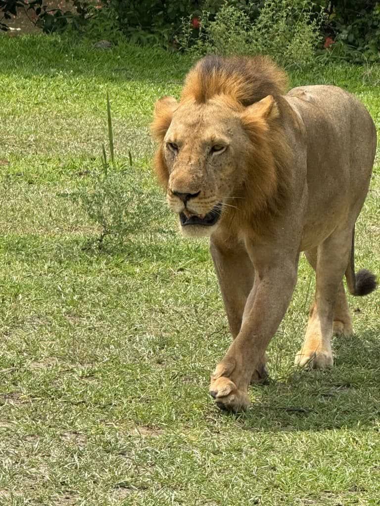 Safaris in Tanzania