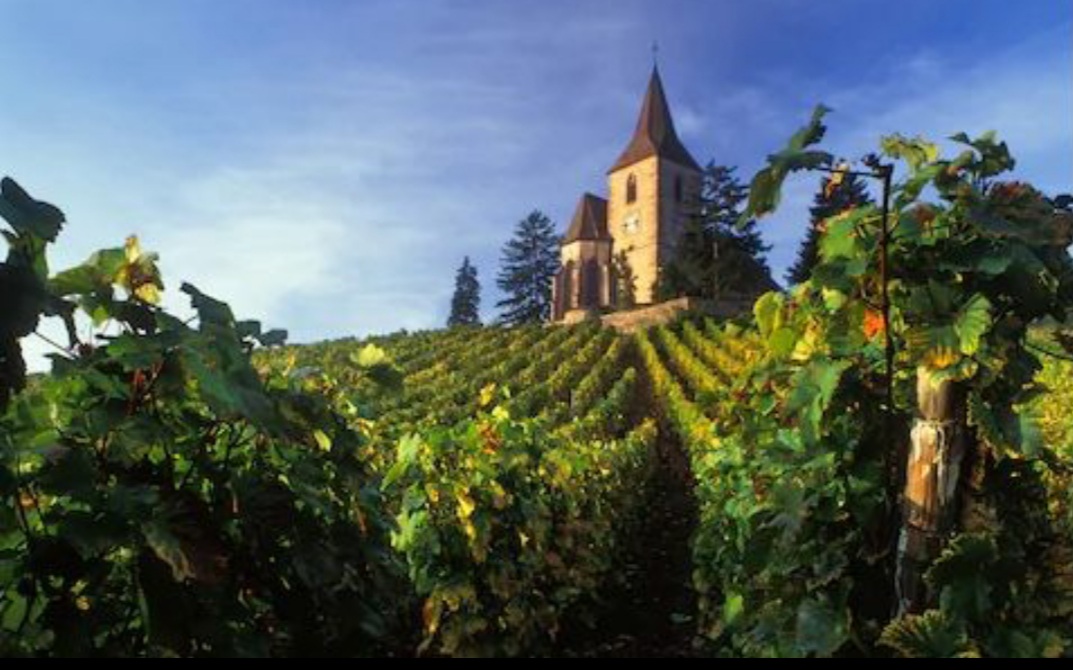 WineWeinVinoVin