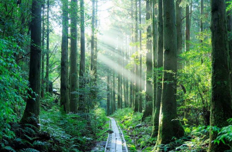 Yamakara Yakushima