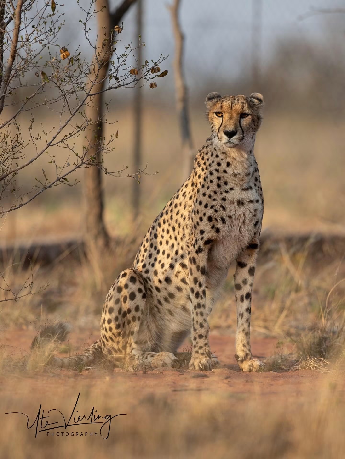 ZA Cheetah Conservation