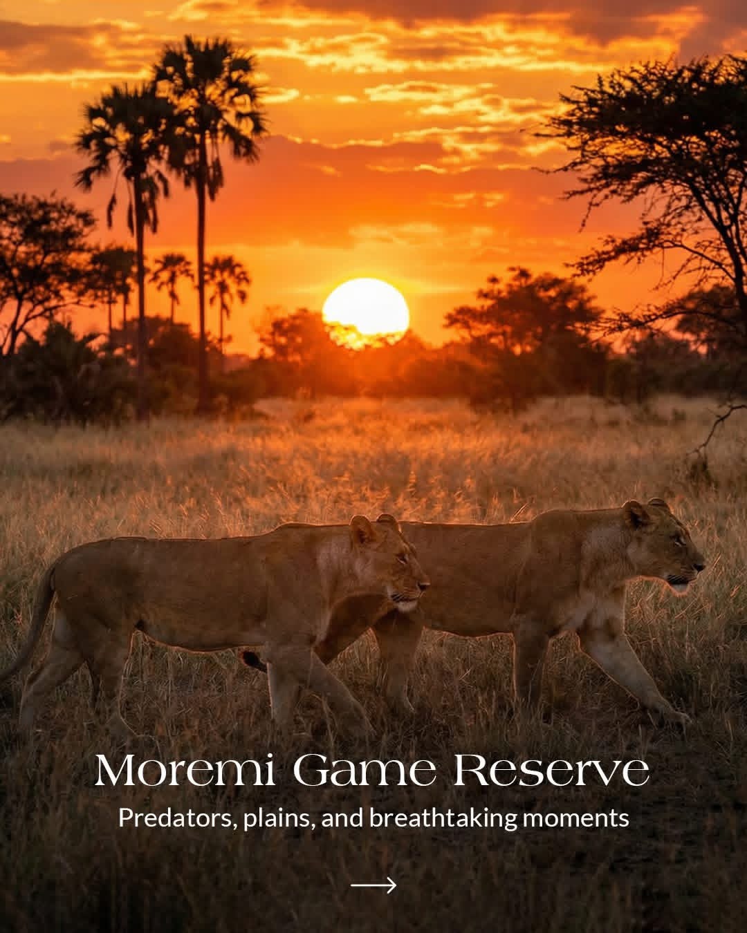 5-Day Moremi Tented Safari